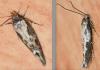 Mompha sp.